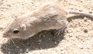Chaetodipus penicillatus